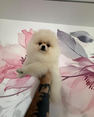 Cucciolo di Pomerania