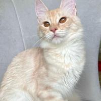 Gattina di razza, Angora Turco - Gloria