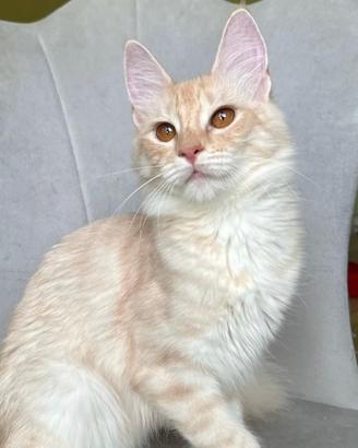 Gattina di razza, Angora Turco - Gloria