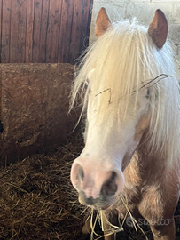 Pony Welsh