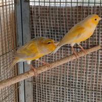 Canarini agata e canarino musaico