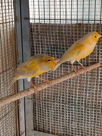 Canarini agata e canarino musaico