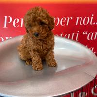 Barboncino Toy, maschio e femmina