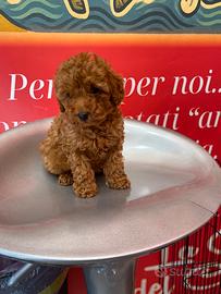 Barboncino Toy, maschio e femmina