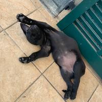 Cuccioli in adozione