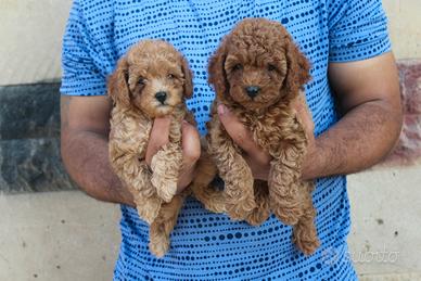 Cavapoo