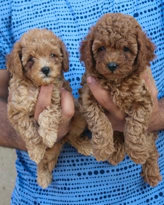 Cavapoo