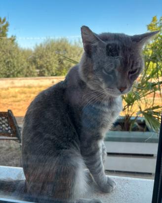 Gatto maschio