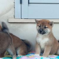Shiba inu