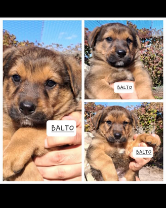 Adotta Balto