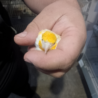 Cardellini Mayor pezzati