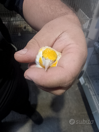 Cardellini Mayor pezzati