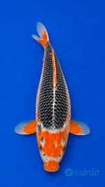 Koi Asagi 38 cm