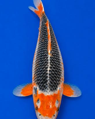 Koi Asagi 38 cm