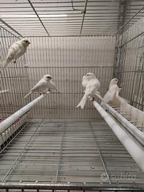 Canarini bianchi recessivo