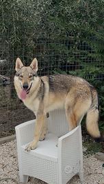 Cane lupo cecoslovacco per monta