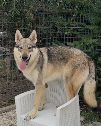 Cane lupo cecoslovacco per monta