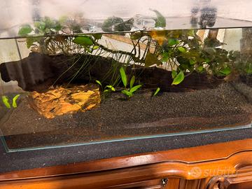 Acquario