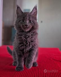 Maine coon cucciolo gatto