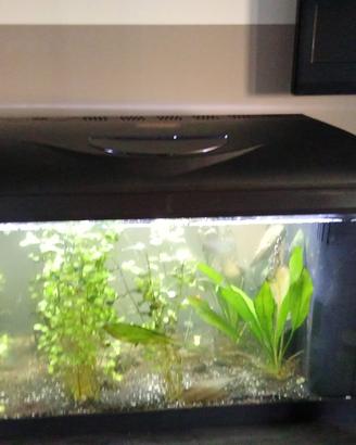Aquario