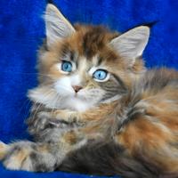 Cucciolo Maine coon occhi blu