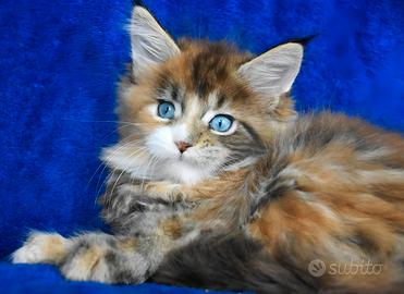 Cucciolo Maine coon occhi blu