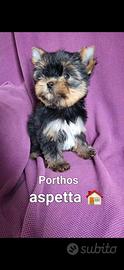 Yorkshire terrier da allevamento ventennale