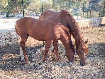 Cavallo