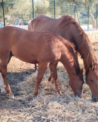 Cavallo