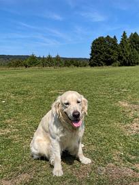 Golden Retriever 