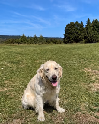 Golden Retriever 