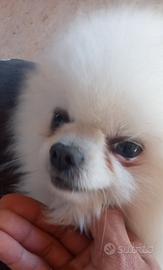 Pomerania linea russa