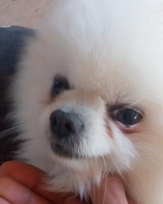 Pomerania linea russa