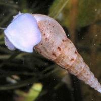 Lumaca acquario Melanoides tuberculata