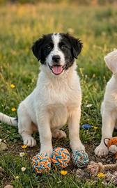 Cuccioli taglia medio grande in adozione