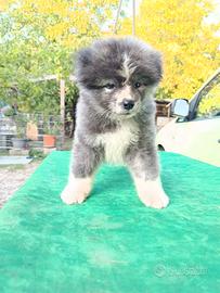 Cucciolo akita pelo lungo