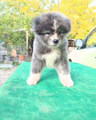 Cucciolo akita pelo lungo