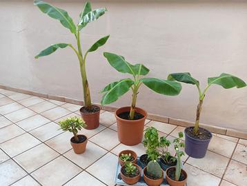 Albero di Banano (banane)