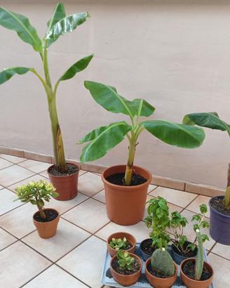 Albero di Banano (banane)