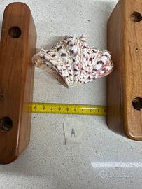 Conchiglia (A/B) Tridacna Hippopus Hippopus 9.5 cm