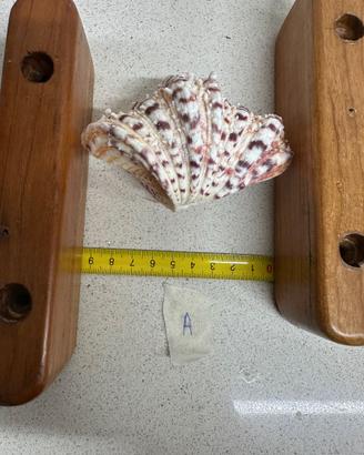 Conchiglia (A/B) Tridacna Hippopus Hippopus 9.5 cm