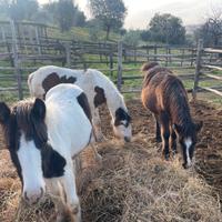 Puledre Gypsy Vanner