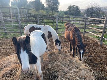 Puledre Gypsy Vanner