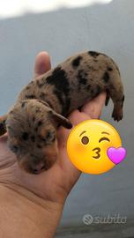 Cuccioli di bassotto kaninchen Arlecchino e nero f