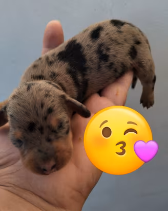 Cuccioli di bassotto kaninchen Arlecchino e nero f