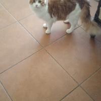 Omar gattino 10 mesi