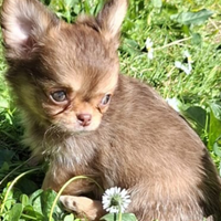 Cuccioli di piccola taglia