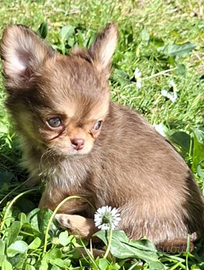 Cuccioli di piccola taglia