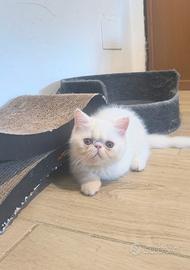 Gatto Persiano Exotic