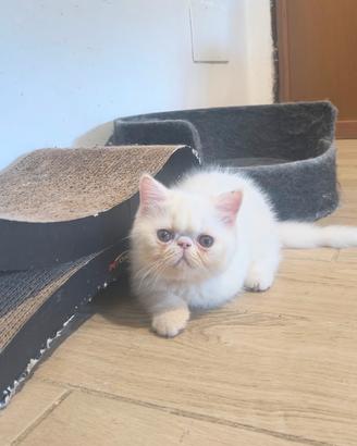 Gatto Persiano Exotic